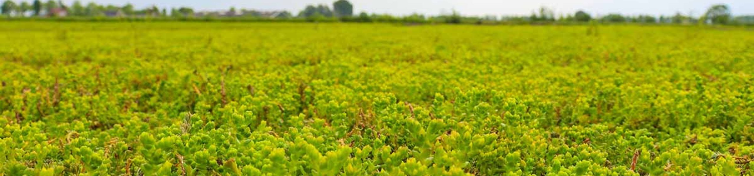 sedum op fietsenstalling